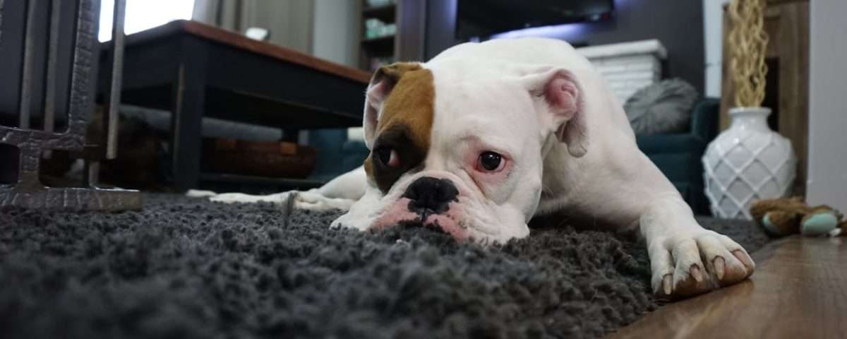 Child and Pet Safe Window Treatments in Tampa A Family-Friendly Guide